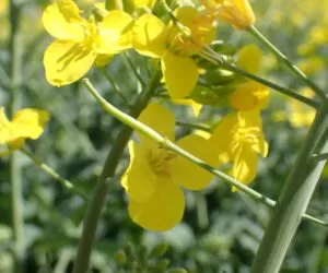 Skuteczna ochrona rzepaku w&nbsp;fazie opadania płatka: Jak wygrać z&nbsp;presją zgnilizny twardzikowej?