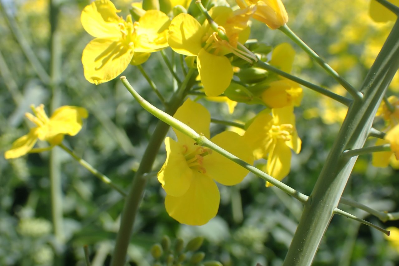 Skuteczna ochrona rzepaku w fazie opadania płatka: Jak wygrać z presją zgnilizny twardzikowej?