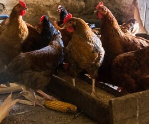 Dieta kur niosek musi być idealnie zbilansowana. Co to oznacza?