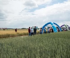 Pola klasy S Syngenta
