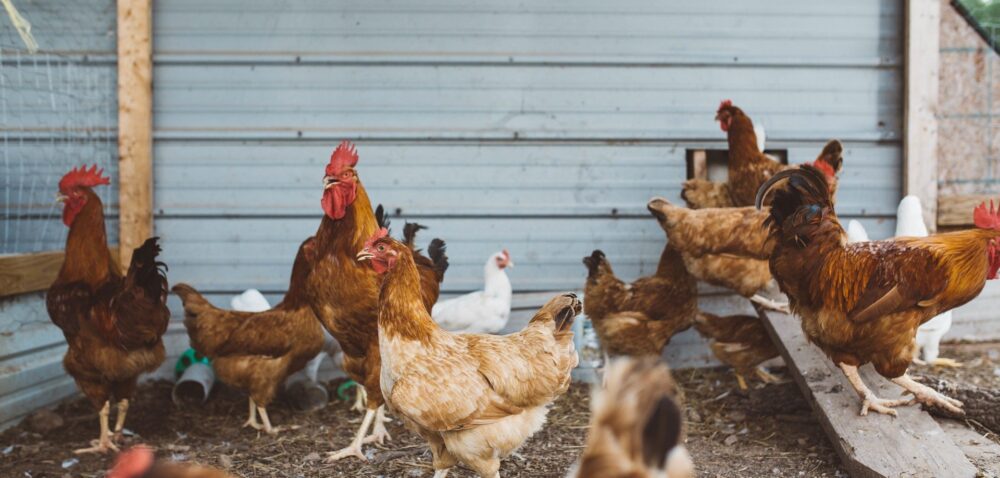Rekompensaty za ptasią grypę 2021- jakie wsparcie dla hodowców?