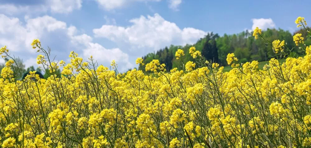 Aktualności rolnicze- Wydarzenie Program wyższych plonów