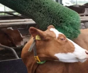 Czochradła dla bydła dobre na wszystko