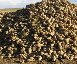 Do jakich upraw są największe dopłaty? Ranking opłacalności