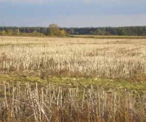 Dopłaty za ekoschematy, czyli jak (nie) stracić pieniądze z&nbsp;dopłat?