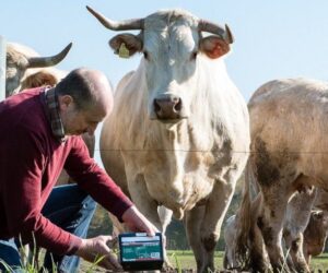 Elektryczne ogrodzenia pastwisk – co musisz wiedzieć?