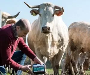 Elektryczne ogrodzenia pastwisk – co musisz wiedzieć?