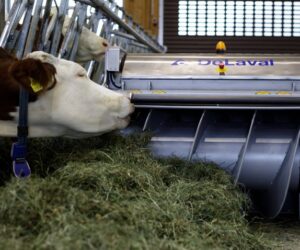Jak zwiększyć pobranie suchej masy przez krowy?