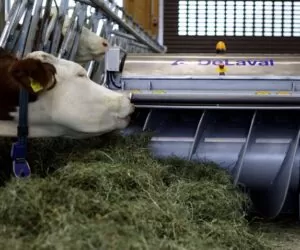Jak zwiększyć pobranie suchej masy przez krowy?