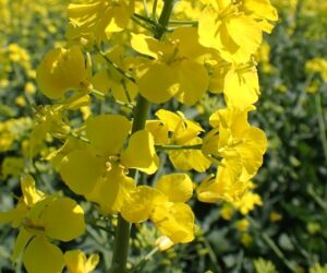 Będzie problem z&nbsp;oknem zabiegowym na płatek w&nbsp;rzepaku