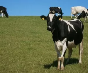 Wypas krów – jak przygotować się na wyjście z&nbsp;obory?