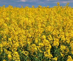 Jaki fungicyd na opadanie płatka w&nbsp;rzepaku? Raport z&nbsp;pola