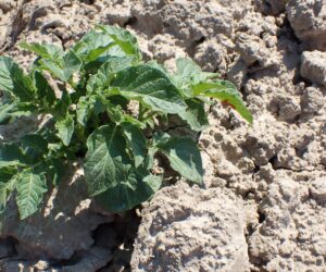 Stonka ziemniaczana już w&nbsp;akcji. Jak uchronić rośliny przed szkodnikiem?