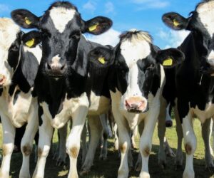 Okres użytkowania krów mlecznych. Co powoduje, że jest taki kontrowersyjny?
