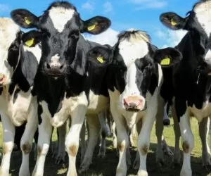 Okres użytkowania krów mlecznych. Co powoduje, że jest taki kontrowersyjny?