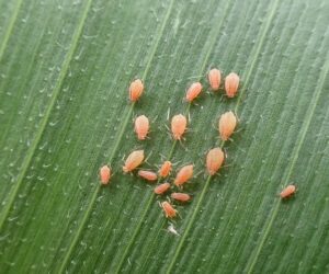 Mszyce na kukurydzy dużym zagrożeniem dla plantacji