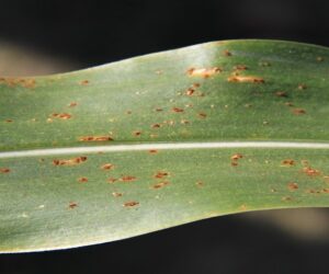 Rdza kukurydzy – powszechna i&nbsp;groźna. Dowiedz się więcej!