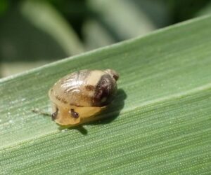 Bursztynka pospolita. Oryginalny sezon i&nbsp;oryginalne szkodniki