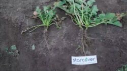 kolejna audycja z cyklu program wyższych plonów 