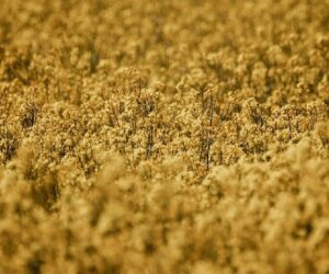 Program wyższych plonów. Poznaj najbardziej popularne odmiany rzepaku