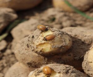 Nawałnica w&nbsp;Małopolsce zniszczyła uprawy, ale nie szkodniki! ZDJĘCIA