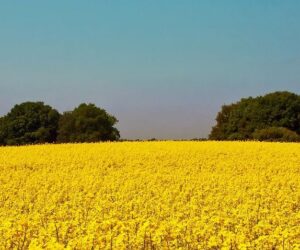 „Program wyższych plonów” Limagrain. Najchętniej wybierane odmiany rzepaku ozimego