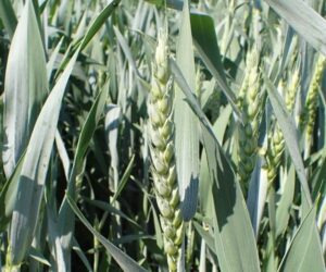 Zabiegi na kłos – kiedy je przeprowadzić? Dowiedz się więcej!