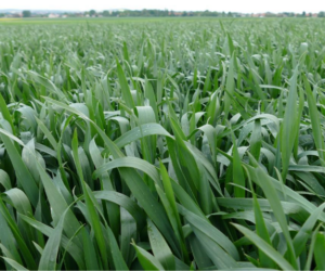 Zabieg fungicydowy zbóż – pierwszy już za nami, a&nbsp;co z&nbsp;drugim?