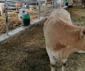 Poprawa funkcjonalności budynków inwentarskich