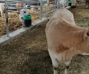 Poprawa funkcjonalności budynków inwentarskich