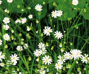 Preparaty z&nbsp;MCPA – skuteczne rozwiązanie w&nbsp;walce z&nbsp;chwastami w&nbsp;zbożach