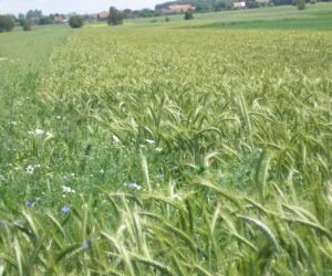 Jak przejść na KRUS? Ratujcie się, kto tylko może!