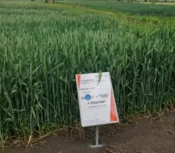 konferencja polowa bayer crop science