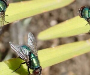 Muchy w&nbsp;oborze – nawracający i&nbsp;uciążliwy problem