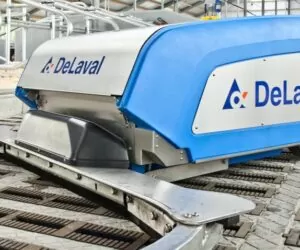 Zdrowe racice to podstawa