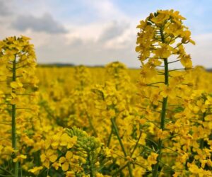 Hodowla rzepaku ozimego KWS