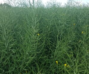 Czas wybrać odmianę rzepaku ozimego. Odmiany kiłoodporne od RAGT