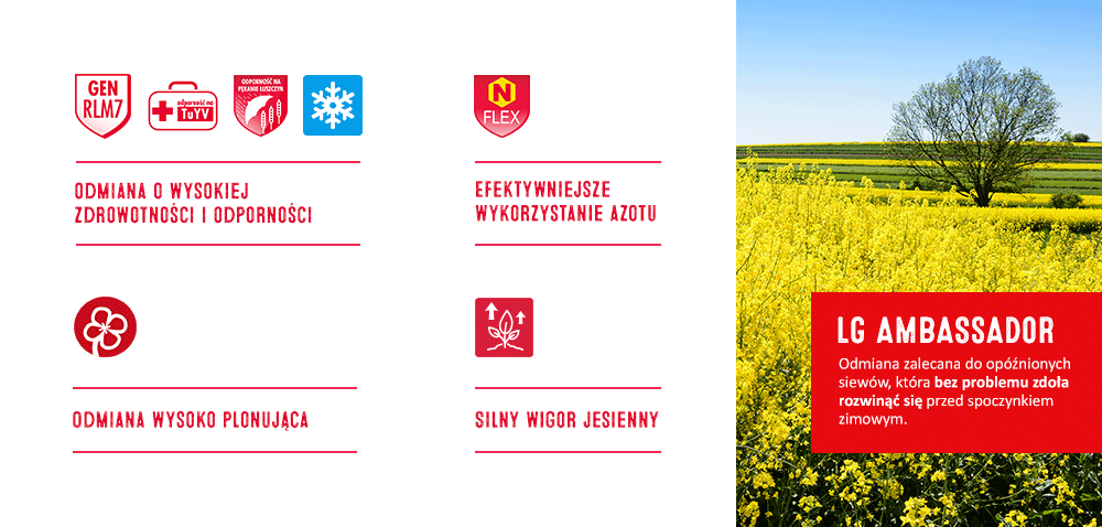 rzepak ozimy lg