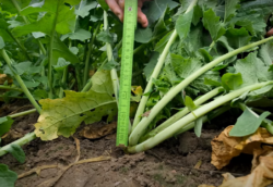 agrofakt- ES Amadeo -tresc03