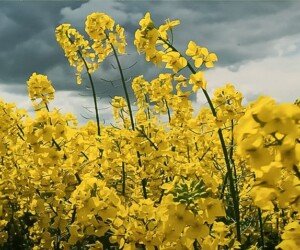 ES Amadeo – stabilne plonowanie i&nbsp;wysoka zdrowotność