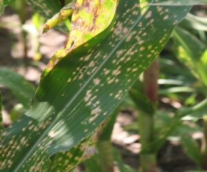 Drobna plamistość liści kukurydzy – jak zwalczać chorobę?