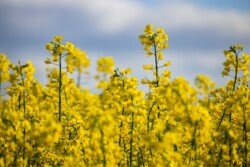 odmiany rzepaku rekomendowane