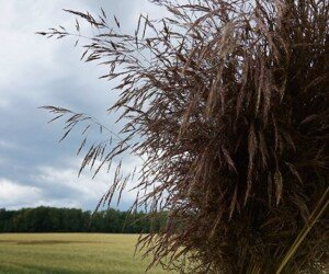 Zwalczanie miotły zbożowej i&nbsp;innych chwastów jednoliściennych