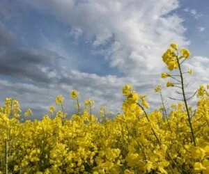 Odmiany rzepaku 2022 – nowości w&nbsp;ofercie Osadkowski S.A.