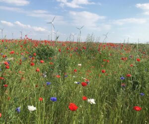 Program dekarbonizacji rolnictwa w&nbsp;Europie od firmy Bayer