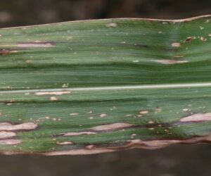 Żółta plamistość liści kukurydzy – jak sobie z&nbsp;nią radzić?