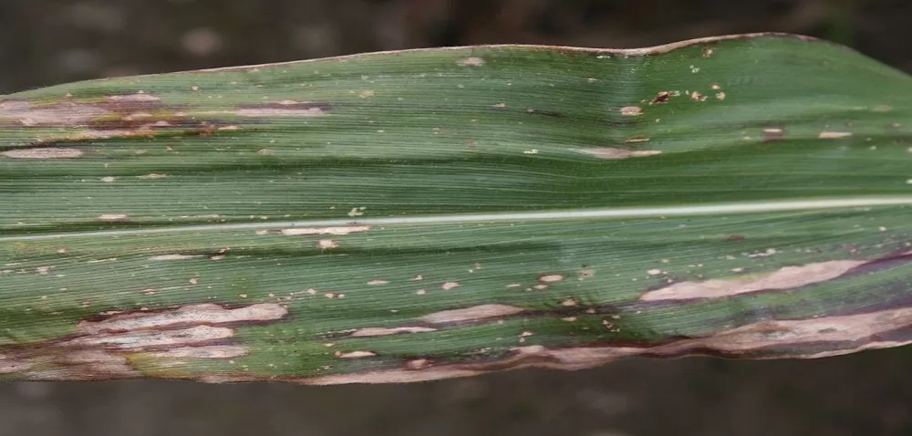 Żółta plamistość liści kukurydzy – jak sobie z nią radzić?