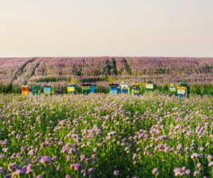 Wsparcie pszczelarstwa 2021 – nowy termin składania wniosków. Sprawdź!