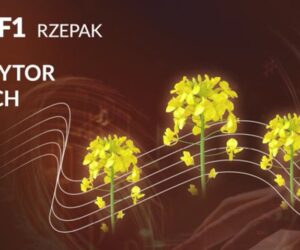 Odmiana rzepaku ozimego Chopin F1. Poznaj jej zalety!