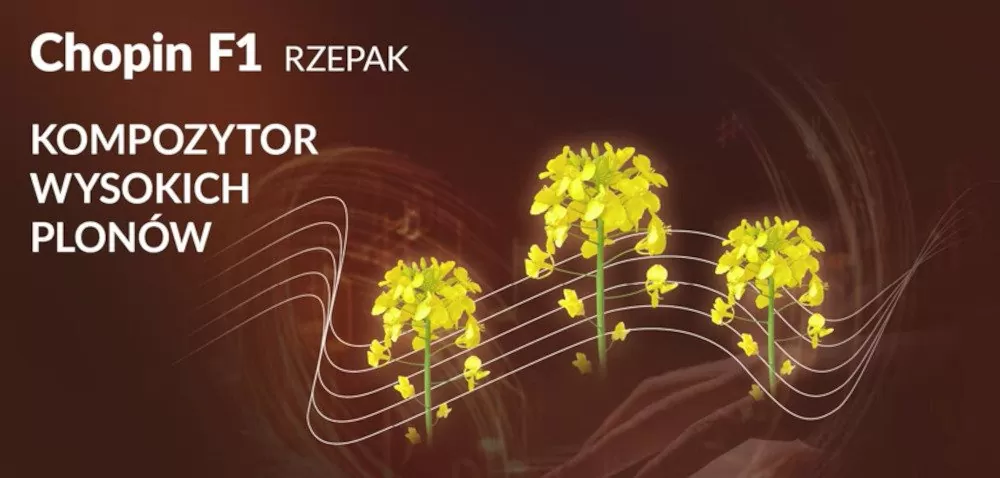 Odmiana rzepaku ozimego Chopin F1. Poznaj jej zalety!